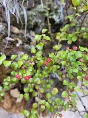 Gaultheria antipoda