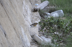 Turdus chrysolaus