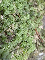 Hymenophyton