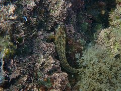Hypsoblennius gentilis