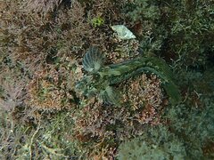 Hypsoblennius gentilis