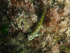 Hypsoblennius gentilis