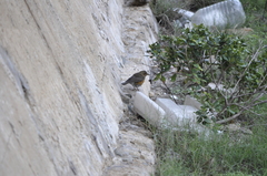 Turdus chrysolaus