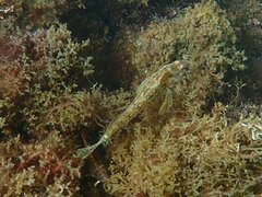 Hypsoblennius gentilis