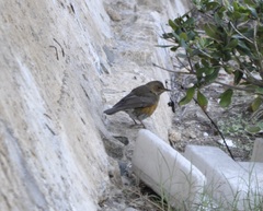 Turdus chrysolaus