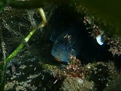Hypsoblennius gentilis