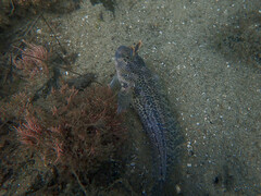 Hypsoblennius gentilis