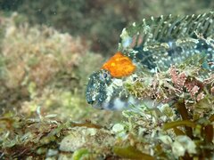 Hypsoblennius gentilis