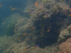 Chromis punctipinnis