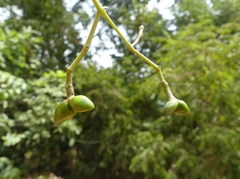 Anodendron parviflorum