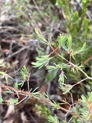 Darwinia biflora