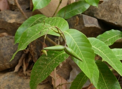 Anodendron parviflorum