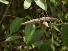 Anodendron parviflorum