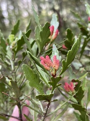 Phyllocladus alpinus