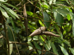 Anodendron parviflorum