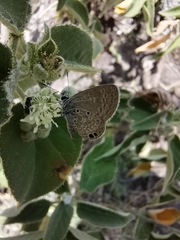 Hemiargus ceraunus astenidas