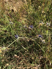 Eryngium ovinum