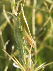 Allotruxalis gracilis
