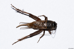 Orthoptera