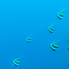 Heniochus diphreutes