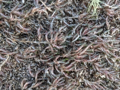 Cardionema ramosissimum