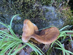 Omphalotus olivascens