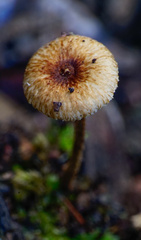 Crinipellis scabella