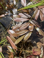 Potamogeton cheesemanii