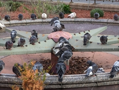 Columba livia domestica