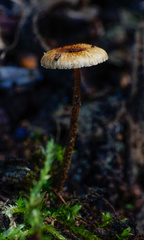 Crinipellis scabella