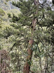 Podocarpus