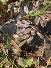 Potamogeton cheesemanii