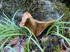Omphalotus olivascens