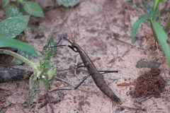 Pseudophasmatoidea
