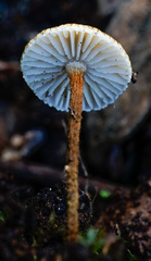 Crinipellis scabella