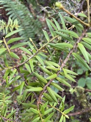 Podocarpus