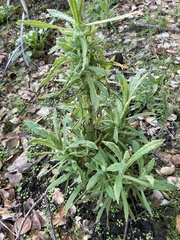 Pseudognaphalium californicum