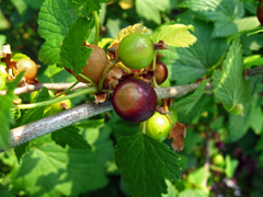 Ribes × nidigrolaria