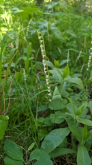 Ozomelis stauropetala