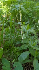 Ozomelis stauropetala