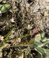 Lepidium solandri