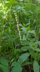 Ozomelis stauropetala