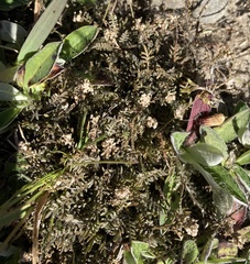 Lepidium solandri