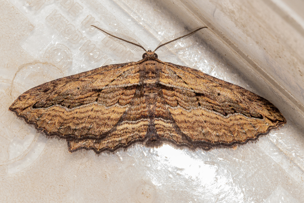Aponotoreas dissimilis
