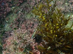 Heterostichus rostratus