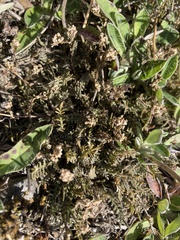 Lepidium solandri