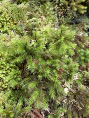 Dendroligotrichum tongariroense