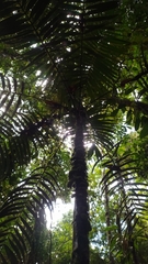 Astrocaryum aculeatum