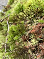 Dendroligotrichum tongariroense