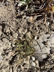 Lepidium solandri